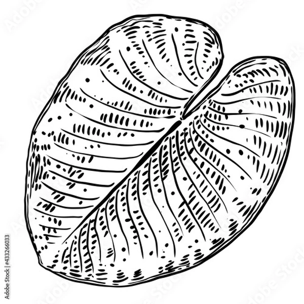 Fototapeta Lotus leaf, isolated. Drawing of water lily leaf. Vector.