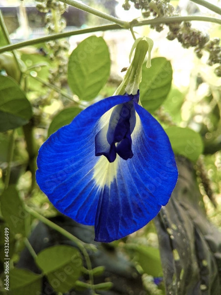 Obraz wild blue flower in the garden