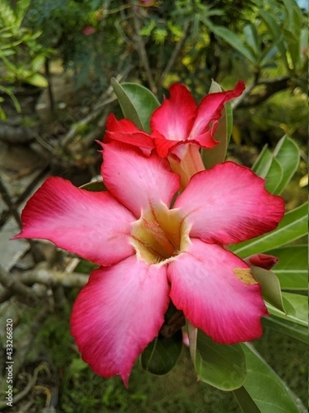 Obraz red and white flower