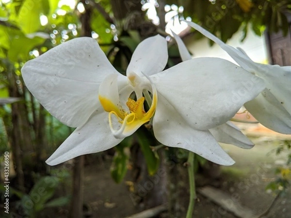 Obraz white and yellow orchid flowers