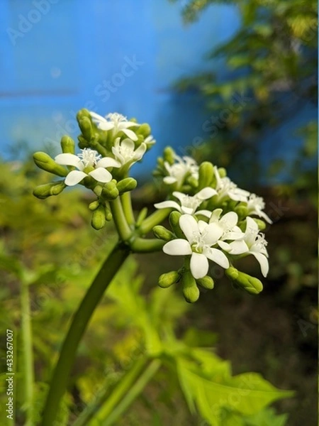 Obraz flowers in the garden