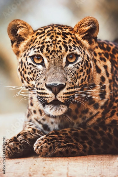 Fototapeta Ceylon leopard