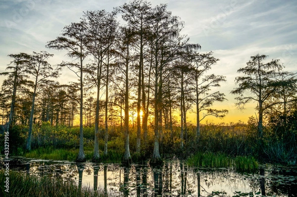 Obraz Sun shining through the cypress swamp at dawn.