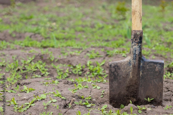 Fototapeta A shovel with a wooden handle stands in the ground. Digging a vegetable garden and gardening in the summer season.