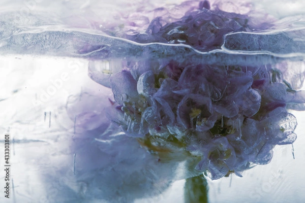 Obraz Blüte einer Grasnelke in Eis