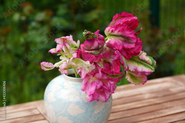 Obraz Tulpe, Papageitulpe