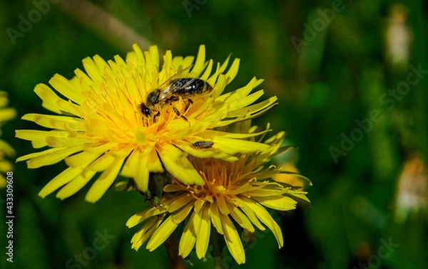 Fototapeta Frühling in Hannover Kronsberg.