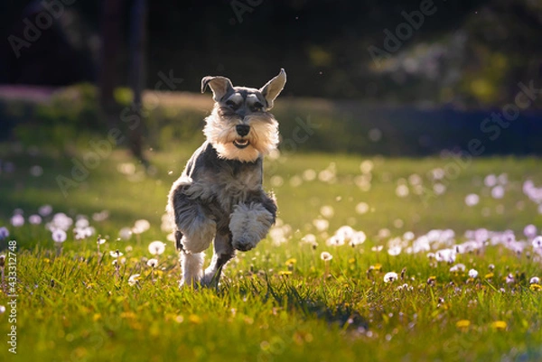 Obraz schnauzer dog running happily on green grass with yellow dandelions. miniature schnauzer dog with white beard and mustache 