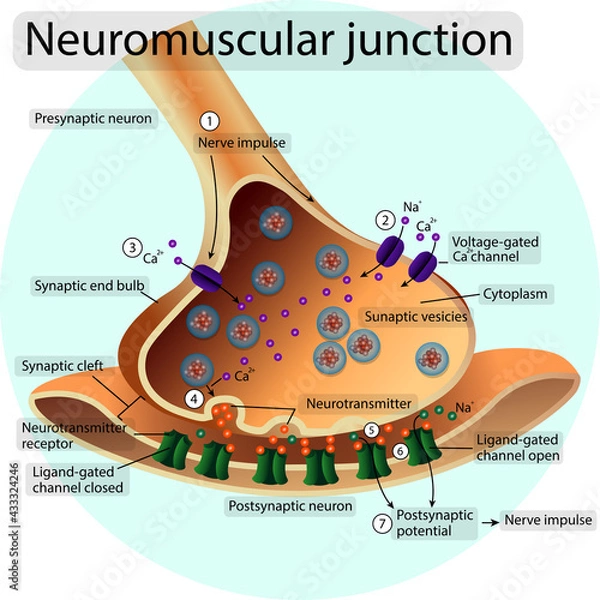 Obraz Synapse. Neuromuscular transition. Transmission of a nerve impulse