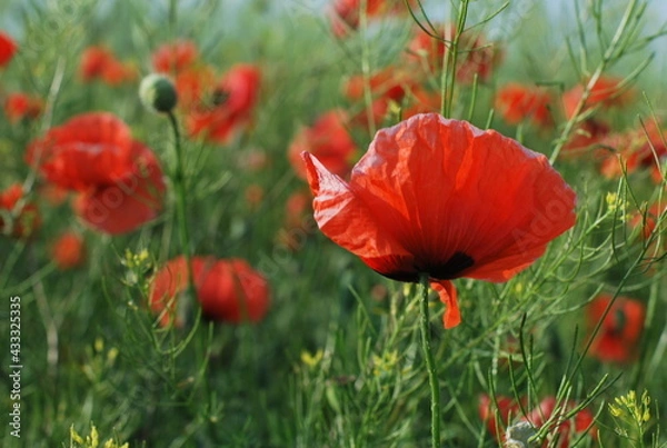 Obraz Poppy field