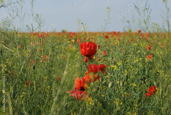Obraz Poppy field