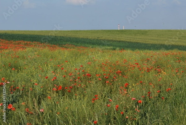 Obraz Poppy field