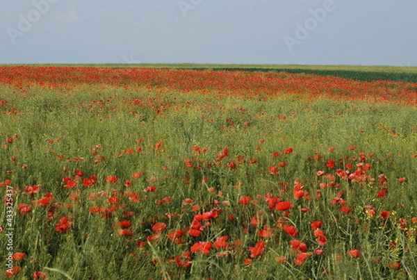 Obraz Poppy field