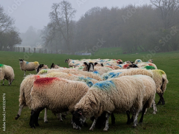 Fototapeta sheep and lambs