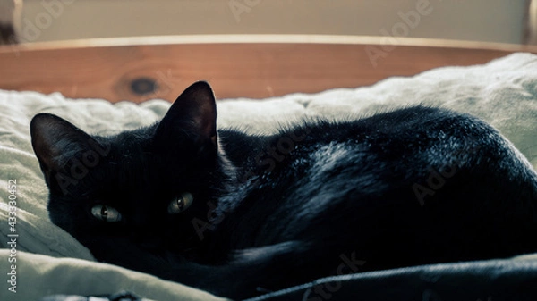 Obraz cat on a chair