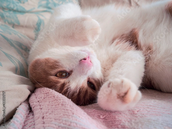 Obraz sleeping cat sleeping