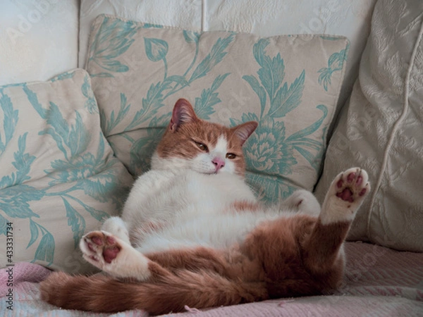 Obraz cat sleeping on the bed