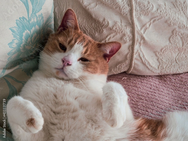 Obraz cat on the bed