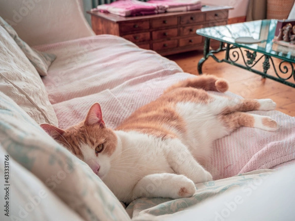 Obraz cat sleeping on the bed