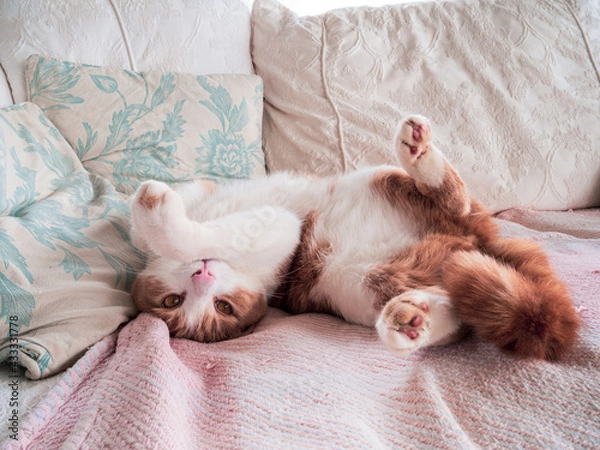 Fototapeta sleeping cat sleeping