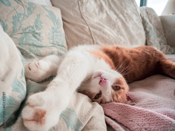 Fototapeta dog and cat