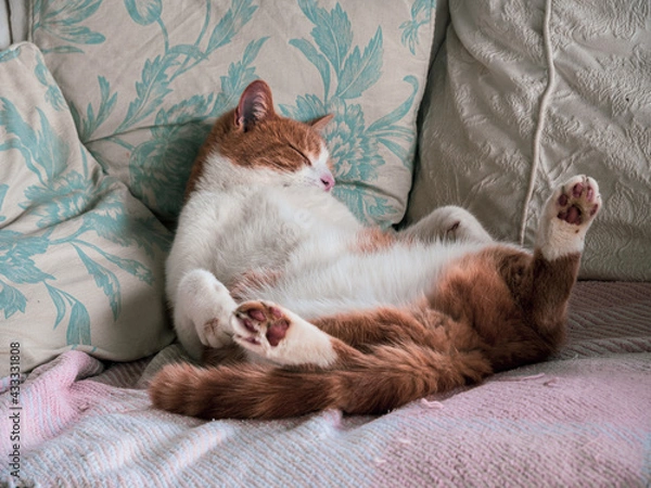 Obraz cat sleeping on the bed