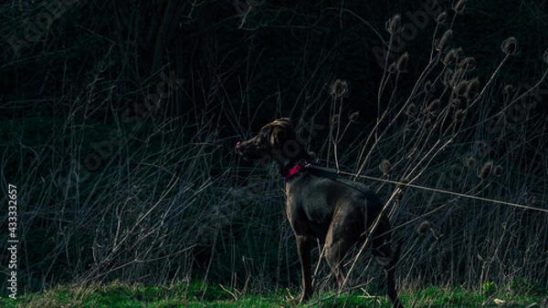 Obraz black dog running
