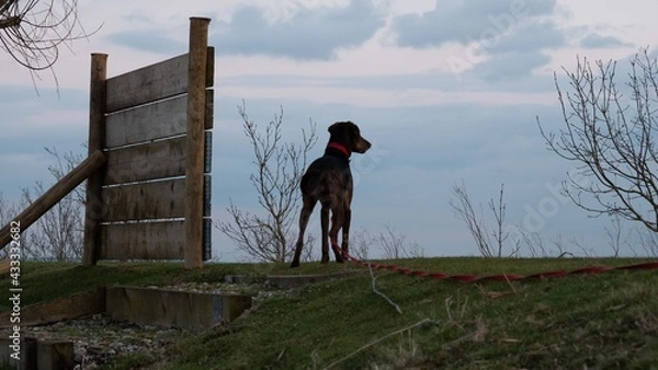 Obraz person walking on a bridge