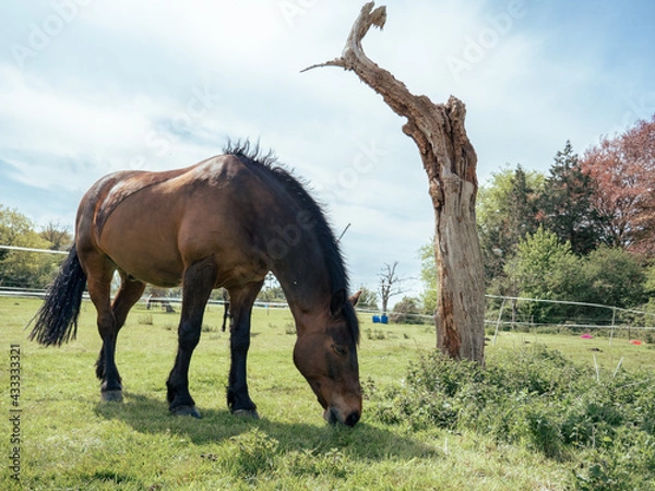 Obraz horse and foal
