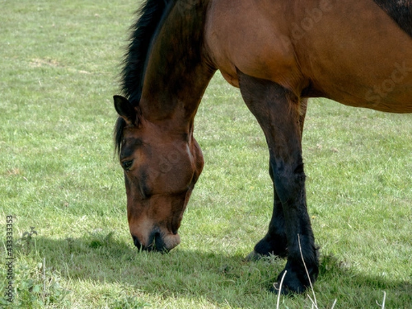 Obraz horse eating grass