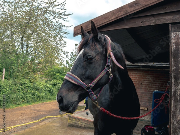 Obraz horse in the stable