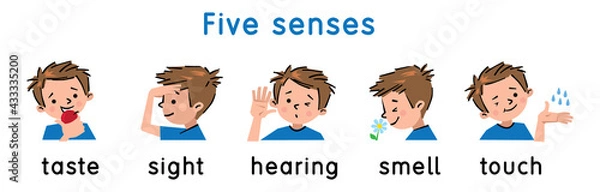 Fototapeta Five senses icon. Touch, taste hearing sight smell