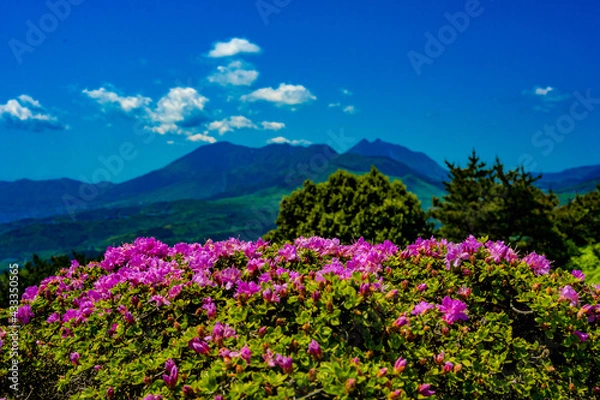 Fototapeta 経塚山のミヤマキリシマ