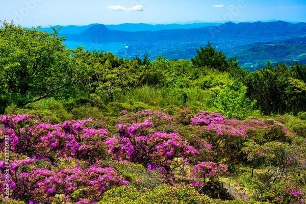 Fototapeta 経塚山のミヤマキリシマ