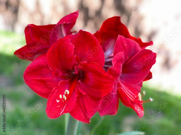 Obraz Jumbo Amaryllis Red Lion