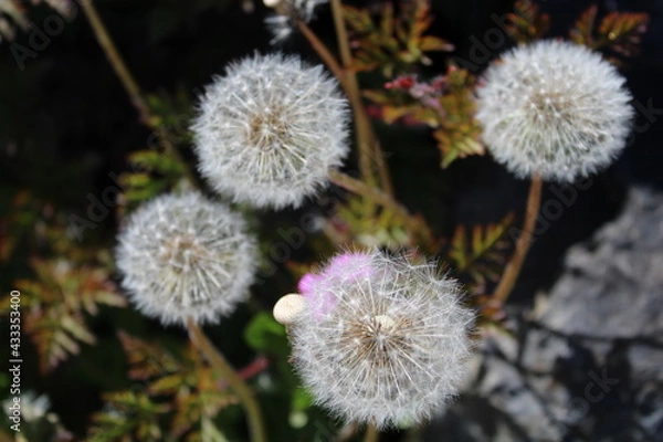 Fototapeta dandelion fluff