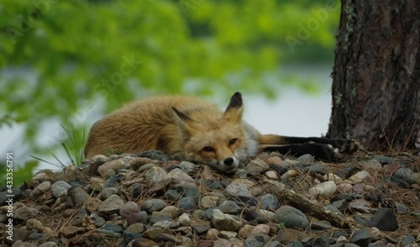 Fototapeta tired momma fox