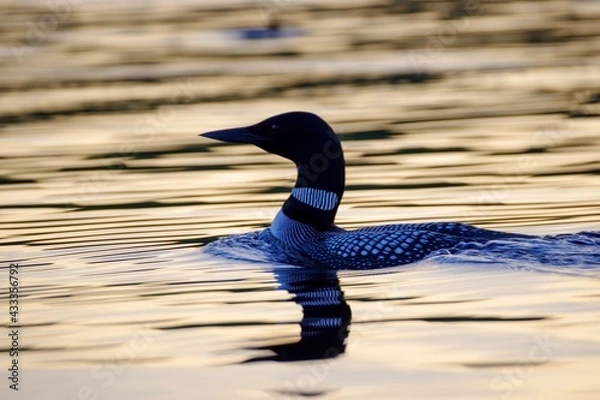 Fototapeta Loon 