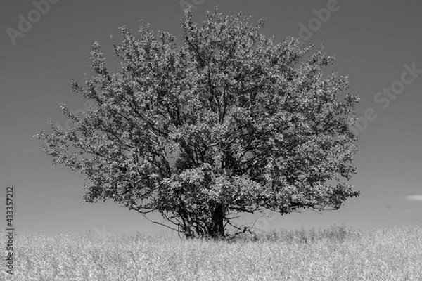 Fototapeta Black and white tree