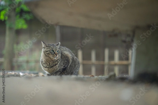 Obraz 上を見上げるキジトラ猫