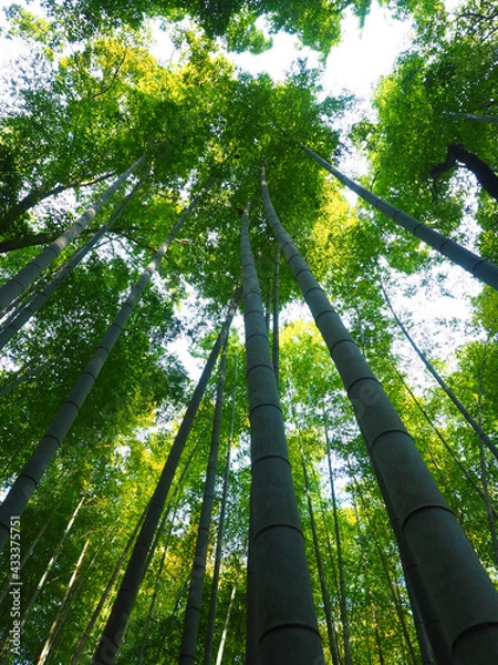 Obraz OLYMPUS DIGITAL CAMERA