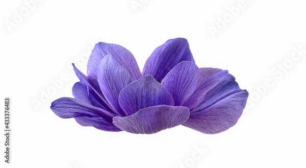 Obraz Anemone flower isolated on white background. Side view