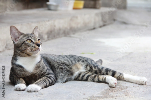Fototapeta portrait of a cat
