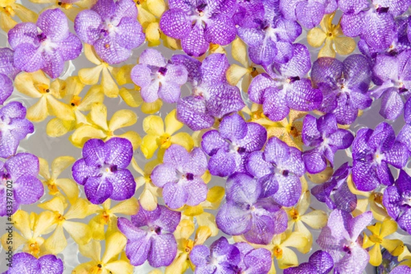 Fototapeta orchid flower on water surface