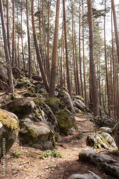 Fototapeta Beautiful view of huge pine trees in a forest with moss covered boulders. Rachaiskiy Alps, Samara