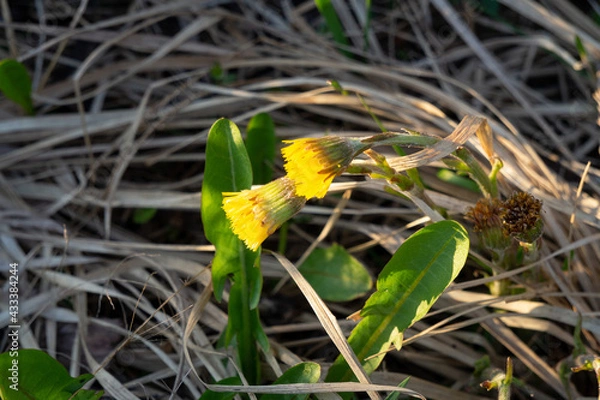 Fototapeta two flowers of common coltsfoot in the forest