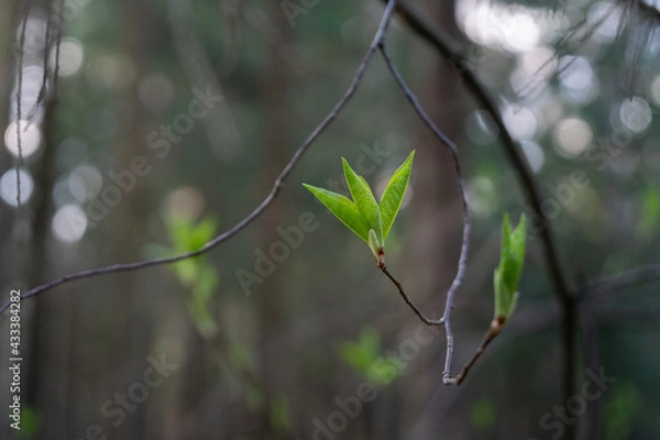 Fototapeta young green leaves on a branch in the forest