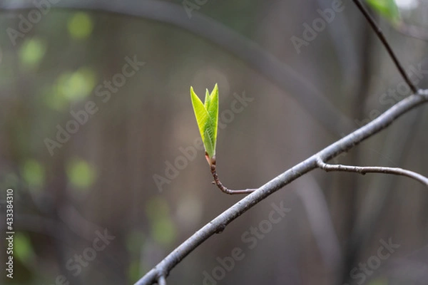 Fototapeta young green leaves on a branch in the forest