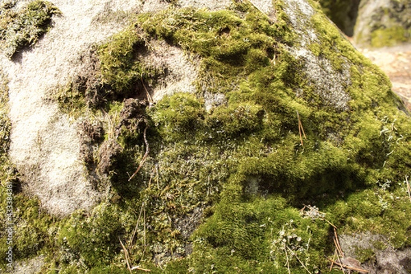 Fototapeta Beautiful view of huge pine trees in a forest with moss covered boulders. Moss texture Rachaiskiy Alps, Samara