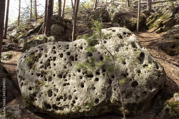 Fototapeta Beautiful view of huge pine trees in a forest with moss covered boulders. Bird nest stone. Rachaiskiy Alps, Samara